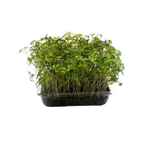 Microgreens Trebuľka, vanička MyGreenBox
