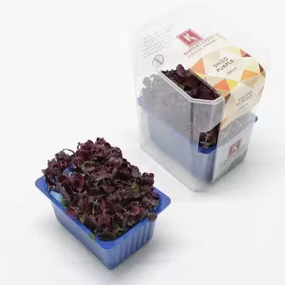 Vňať - Shiso purple vanička, I.Tr