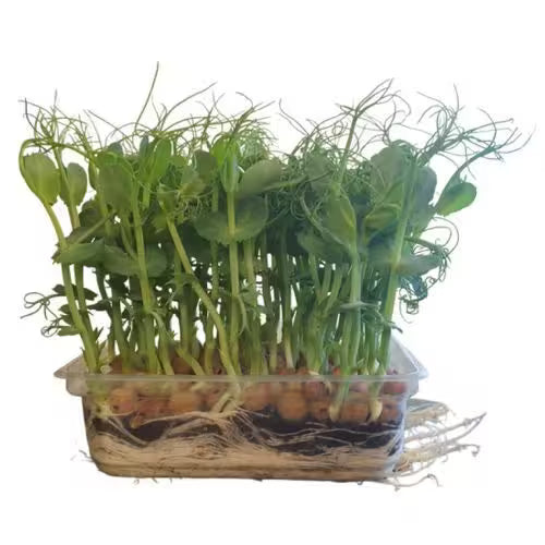 Microgreens Hrášok Pea Foxy, vanička MyGreenBox