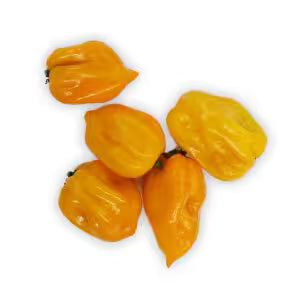 Paprika - chili papričky Habanero žlté