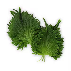 Vňať - Shiso Leaves zelené ,I.Tr